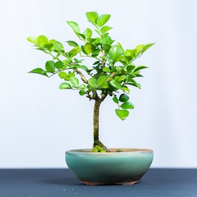 室内绿色盆景植物摄影图片